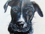 Staffy Dog Drawing Staffy Puppy Dog Portrait Commission 2016 Claire Cassady Artist