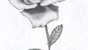 Step by Step Drawing Of A Rose Realistically Rose Sketch Roses In 2019 Drawings Art Drawings Rose Sketch