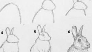 Step by Step Easy to Draw Animals Image Result for How to Draw Realistic Animals Step by Step