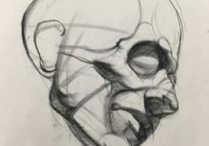 Tips for Drawing Human Skulls 175 Best Realistic Refs Images Anatomy Drawing Figure Drawing
