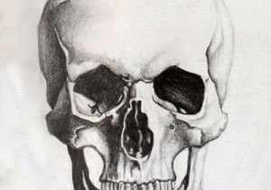 Tips for Drawing Human Skulls Skull Sketch Tattoo Skull Sketch Drawings Skull Art