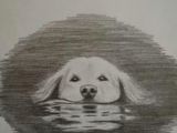 Tonal Drawing Of A Dog 86 Best tonal Images Draw Pencil Art Pencil Drawings