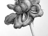 Tonal Drawings Of Roses 38 Best tonal Drawings Black and White Images Charcoal Drawing