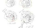 Tonal Drawings Of Roses 504 Best Still Life Sketch Images Pencil Drawings Drawings