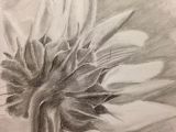 Tonal Drawings Of Roses Sunflower Pencil Drawing Art My Creations Drawings Pencil