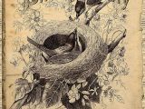 Two Animals Combined Drawing Bird Of Beauty by Sandra Foster Combined Two Images to