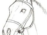 Unicorn Head Drawing Easy How to Draw A Horse Head Draw Realistisch Zeichnen