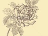 Vector Drawing Of A Rose Stock Vector Hand Drawing Rose Card Vector Version Eps 10