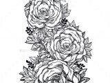 Vector Drawing Of A Rose Vintage Floral Highly Detailed Hand Drawn Rose Vector
