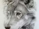 Wolf Drawing 3d 459 Best Wolves Fox Art Images In 2019 Sketches Of Animals