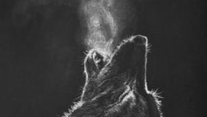 Wolf Drawing Black Paper 109 Best Wolf Images Wolf Drawings Art Drawings Draw Animals