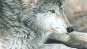Wolf Drawing Colorful Colored Pencil Drawing Of A Wolf This is Magnificent Ink