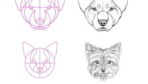 Wolf Drawing Elements Step 13 but What About All the Breeds Most Of them aren T Really