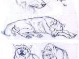 Wolf Drawing Front 206 Best Wolf Sketch Images In 2019 Drawing Techniques Animal