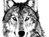 Wolf Drawing Front Die 63 Besten Bilder Von Wolf In 2019