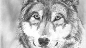 Wolf Drawing Graphite 109 Best Wolf Images Wolf Drawings Art Drawings Draw Animals