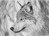 Wolf Drawing Graphite Dessin Loup 1 to Draw Up Wolf Drawings Artwork