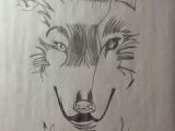 Wolf Drawing Grid 113 Best Rex S Freehand Drawings Images On Pinterest Draw Drawing