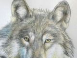 Wolf Drawing Guide 109 Best Wolf Images Wolf Drawings Art Drawings Draw Animals