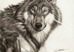 Wolf Drawing In Pencil 109 Best Wolf Images Wolf Drawings Art Drawings Draw Animals