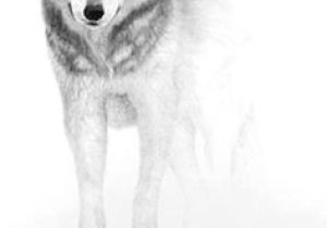 Wolf Drawing In Pencil 180 Best Wolf Drawings Images Drawing Techniques Drawing