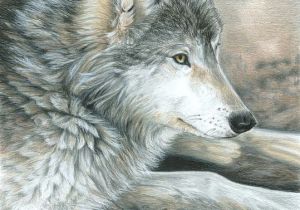 Wolf Drawing In Pencil Colored Pencil Drawing Of A Wolf This is Magnificent Ink