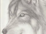 Wolf Drawing In Pencil Paper Wolf Drawing by Denise A Wells Wolves where I Draw My