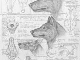 Wolf Drawing Markers Differences Between Dire Wolves and Grey Wolves Via the Palaeocast