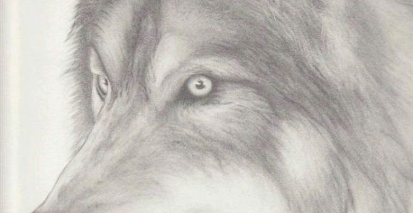 Wolf Drawing On Black Paper Paper Wolf Drawing by Denise A Wells Wolves where I Draw My