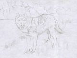 Wolf Drawing top View How to Draw A Wolf In Colored Pencil