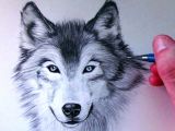 Wolf Drawing top View How to Draw A Wolf Youtube