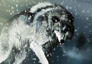 Wolf Drawing Wallpaper 4k 58 4k Wolf Wallpapers On Wallpaperplay