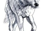 Wolf Woods Drawing 180 Best Wolf Drawings Images Drawing Techniques Drawing